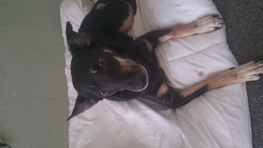Collie cross