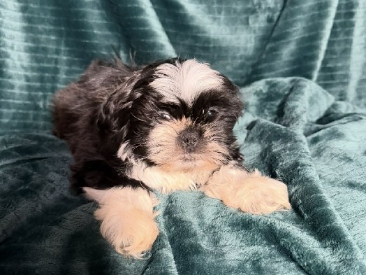 Imperial ShihTzu 