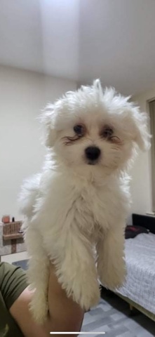 Maltese – Maltese