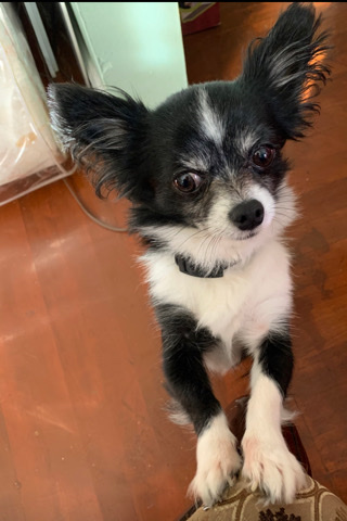 Chihuahua – Reese needs a new home