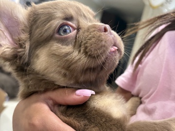 French Bulldog – Fluffy Frenchie – San Bernardino