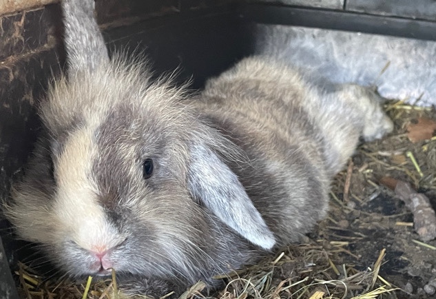 Lionhead – Rabbit Breeding Center