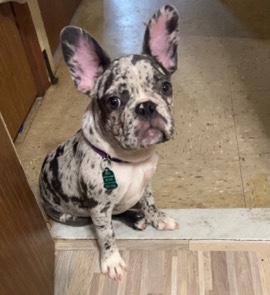 French Bulldog – Female merle french bulldog