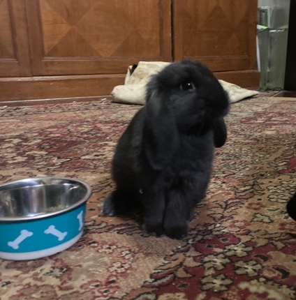 Baby Bunny Needs a loving home
