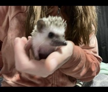 hedgehog – Hedgehog, cage and supplies included