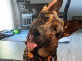 Full Blood German Shepherd 