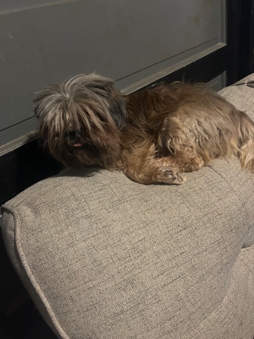 Shih Tzu – Dog For Sell