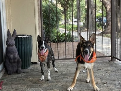 German Shepherd – Ernesto and Pandita German Shepherd Adoption – Houston