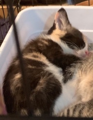 Selling brother & sister cat pair. Cat #2 Sister.
