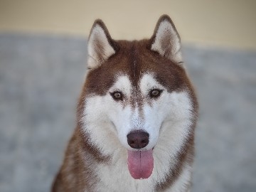 Siberian Husky – 🐾 DOG FOR ADOPTION – LEO 🐾 – Bengaluru