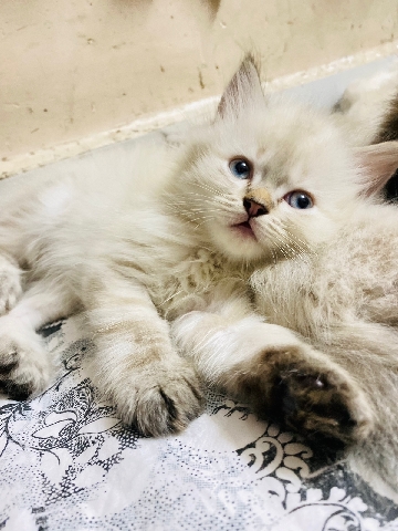 Ragdoll – Himalayan Rag Dolls Persian