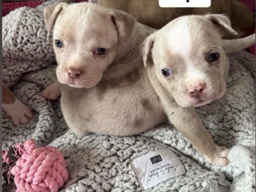 American Bulldog – 3 beautiful American pocket bullies – Leicester