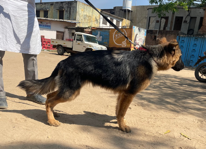 German Shepherd – German shepherd (Tyson)
