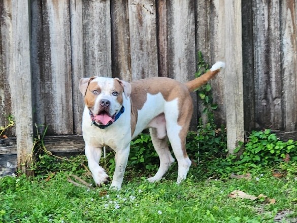 American Bully looking for a loving family to  