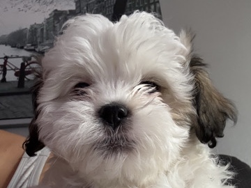 Image of Shih Tzu