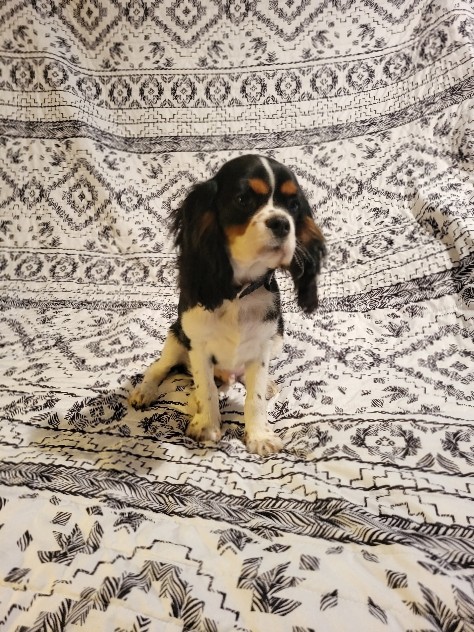 Cavalier King Charles Spaniel – Charlie