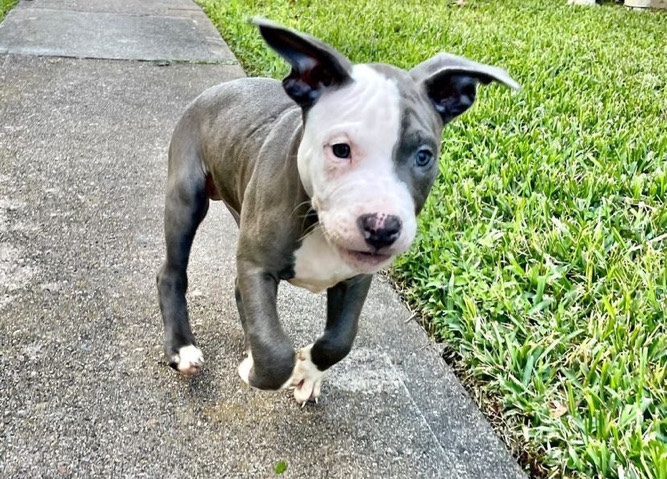 American Pit Bull Terrier – Blue nose pit