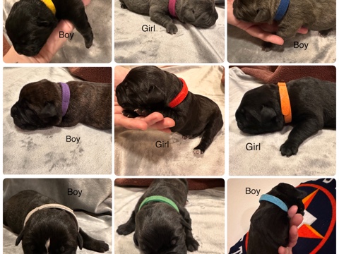 Cane Corso – Cane Corso puppies – Humble