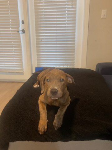 American Pit Bull Terrier – 3 month old puppy