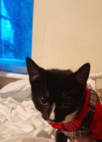 female kitten