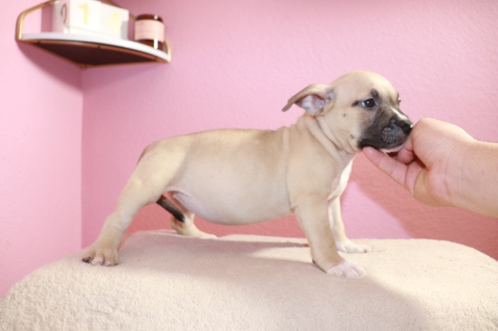 American Bulldog – American Bully Micros