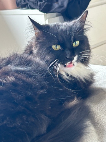 Friendly cat