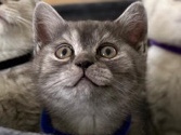 British Shorthair – Britisch Kurzhaar Babykitten sucht ein zu Hause – Sins