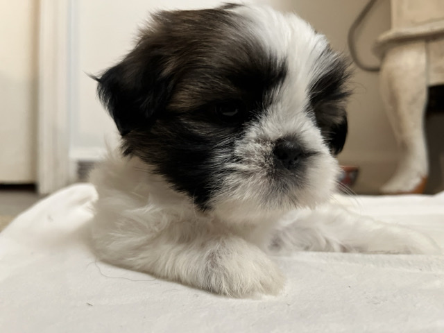 Shih Tzu – 2 male, 2 female – Huger