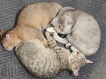 British Shorthair – Britisch-Kurzhaar-Kätzchen – Kaufbeuren