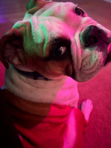 Bulldog – I need a new home