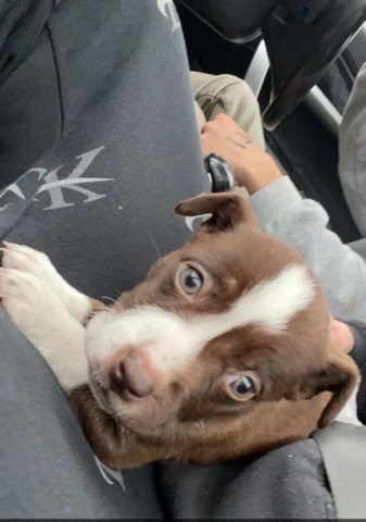American Bulldog – brown female puppy