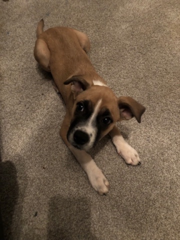 American Pit Bull Terrier – Puppy ready for a great owner