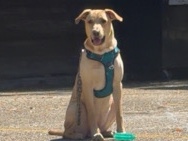 Labrador Retriever – Searching for a new loving, playful, & adventours pack. – Metairie