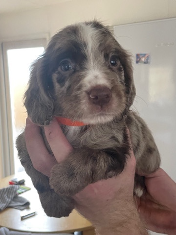 English Cocker Spaniel – Cocker spaniel puppies