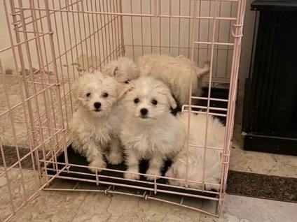 Maltipoo – مالتيبو الأب بودل والأم مالتيز – الرياض