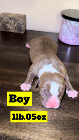 American bully pitbull puppies