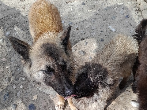 Image of Belgian Shepherd Dog (Groenendael)