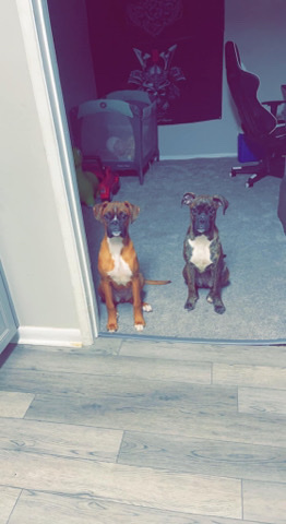 Boxer – Sister Boxer’s