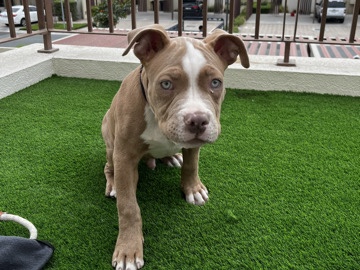 American Bulldog - American Bully Adoption available for adoption in Dubai