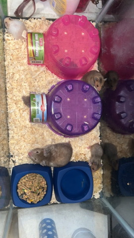 Any – hamsters