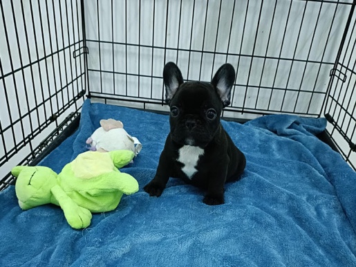 French Bulldog - rehome  available for adoption in London