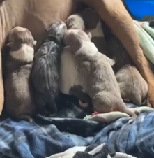 bully pit puppies