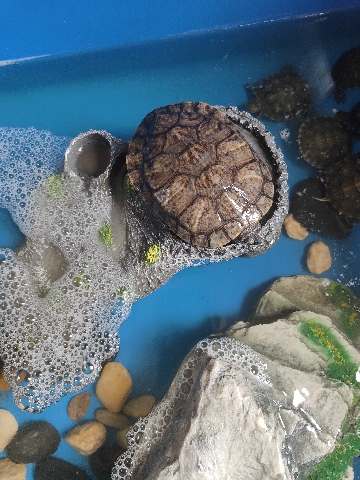 Any – Big turtle