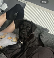 Cane Corso – 6month female cane corso, rehome asap, Birmingham