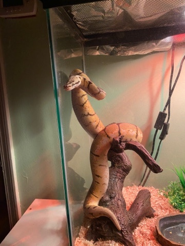 snake – bumble bee python