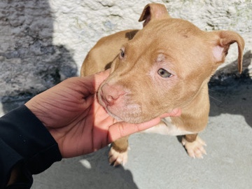 American Pit Bull Terrier – VENDE-SE – Carapicuíba