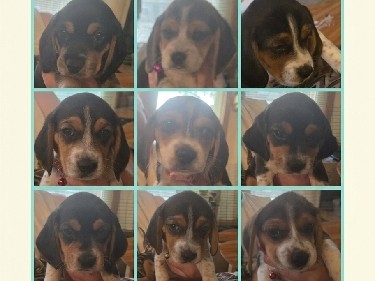 Beagle – Friendly Beagle Puppy for Sale – 8 Weeks Old – Colorado Springs
