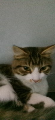 British Shorthair – Cat for rehoming – Godmanchester