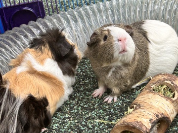 Guinea Pig - Pickle&Cinnabon available for adoption in Miami