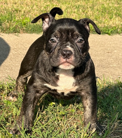 American Bulldog – Micro bully